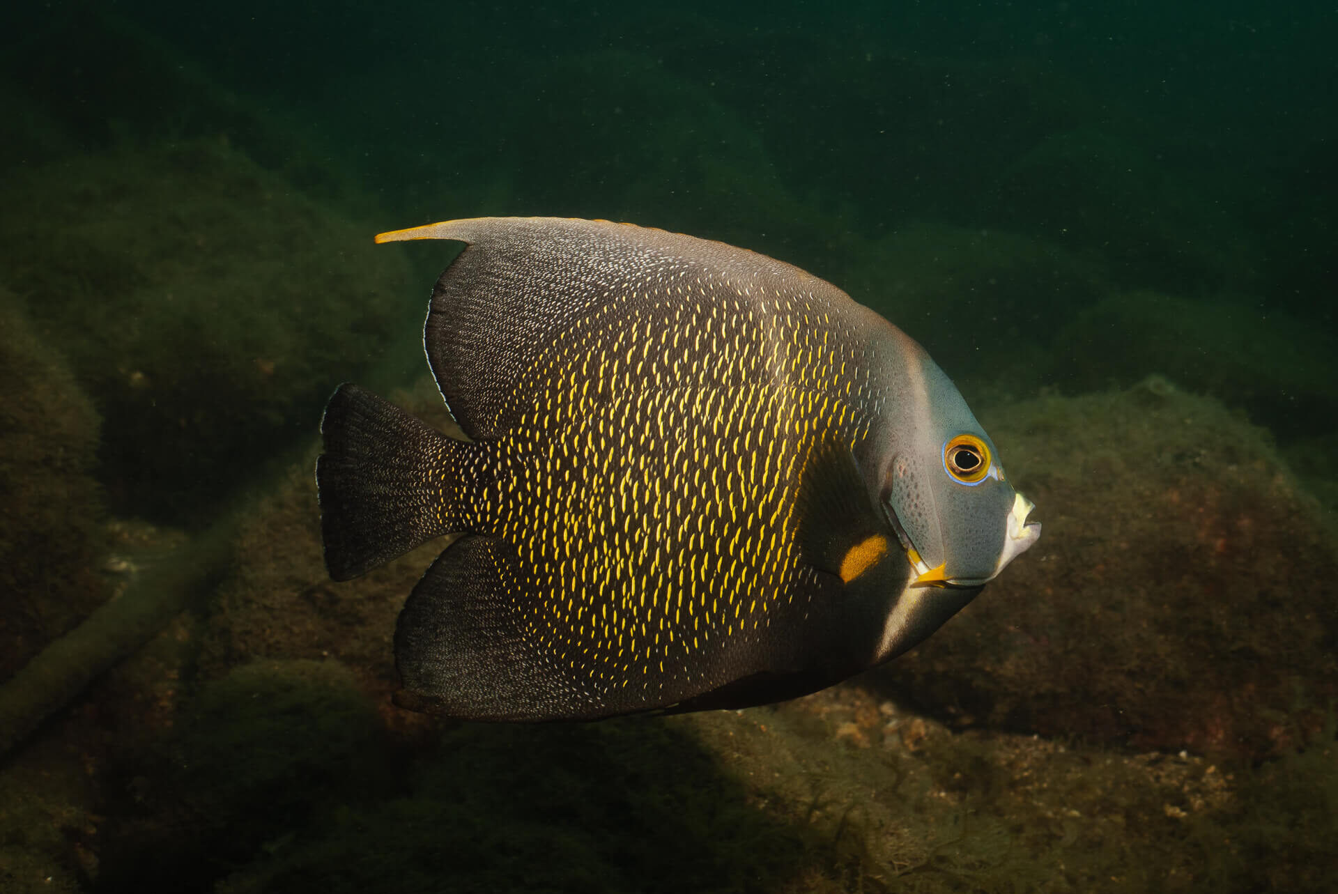 oceanosub-site-2025-016