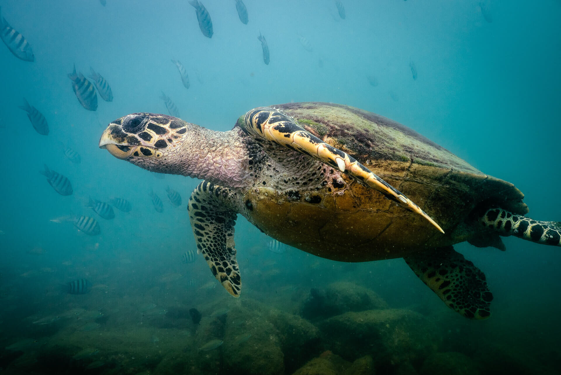 oceanosub-site-2025-113